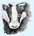 Billy Badger drawing by Brian Clegg