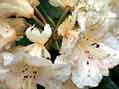 Rhododendrons are a special feature of Dunge Valley Gardens