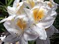 The beauty of the  rhododendrons in mid June