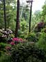Solitude in the Rhododendron Dell