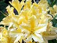 Many of the garden's rhododendrons are available from the plant nursery