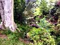 A wide variety of plants have rapidly become established in this 20 year old garden