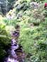 Astilbes, irises, primulas and other moisture loving plants are grown in the Lower Wild Dell