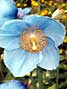 Blue poppy - meconopsis betonicifolia
