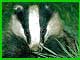 Badgers on the Web