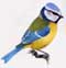 Dave Hall's bird box diary