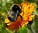 Bumble Bees Love Scruffy Gardens