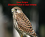 Dean Birders (Disabled Forest of Dean birders)