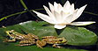 The Complete Garden Fish Pond