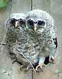 Barred owls