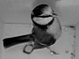 The Secret Diary of a bird in a birdbox