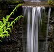 The Water Gardener's Bible