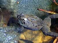 Frogs have strong legs and webbed feet