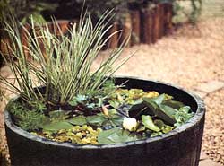 Barrel pond. Easy pond building and safer for children. Planted with marginal, oxygenating and floating plants.