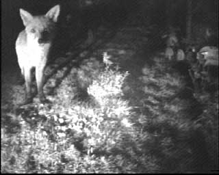 Fox watching in our garden
