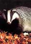 badger by Brian Oldfield
