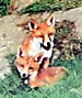 foxes by Les Schofield