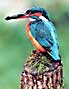 kingfisher by Brian Oldfield