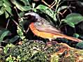 redstart by Brian Oldfield