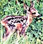 roe deer by Brian Oldfield