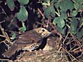 song thrush by Brian Oldfield