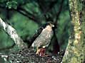 sparrowhawk by Brian Oldfield