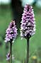 spotted orchid by Brian Oldfield