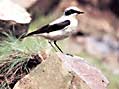 wheatear by Christopher Mannion