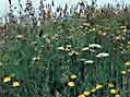 wild flower meadow by Brian Oldfield