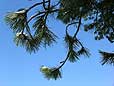 spruce - Hardcastle Crags - West Yorkshire