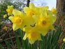 daffodils - Ullswater - Cumbria