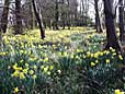 spring daffodils at Fluke Hall - Lancashire