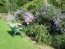 Michaelmas daisies (Bodnant - Conwy)