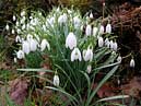 snowdrops - Loch Achray - Stirling