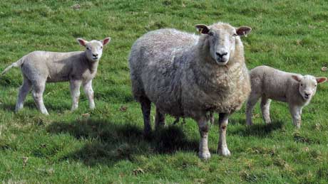 Are ewe friendly? Welsh sheep in rural Denbighshire (OS Grid Ref.  SJ021497  Nearest Post Code   LL21 9PP)