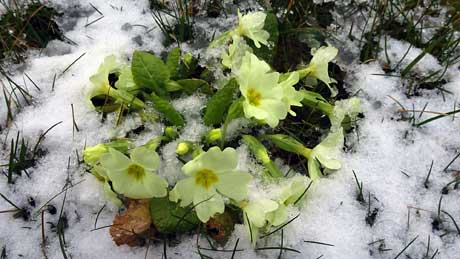 Primroses in the grounds of Hornsea Parish Church, East Yorkshire (OS Grid Ref. TA201476 Nearest Post Code HU18 