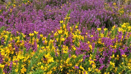 Heather & gorse on the Quantock Hills, Somerset (OS Grid Ref.  ST158381 Nearest Post Code TA4 4AB)