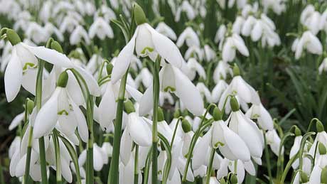 Snowdrops at Ablington, Gloucestershire (OS Grid Ref. SP104076 Nearest Post Code GL7 5NY)