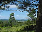 Copridding Wood - Arnside Knott, Cumbria (SD447773)