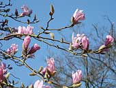 Magnolias at the Holker Estate, Cumbria (SD359776)
