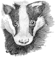 Billy Badger drawing by Brian Clegg