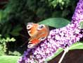 peacock butterfly