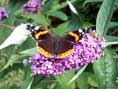 red admiral butterfly