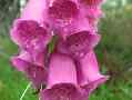 foxglove