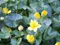 celandine