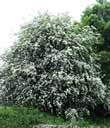 hawthorn tree