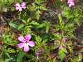 herb robert