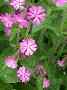 red campion