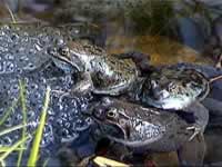 Spring is a hectic time in the pond