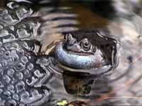 Male frog calling for a mate